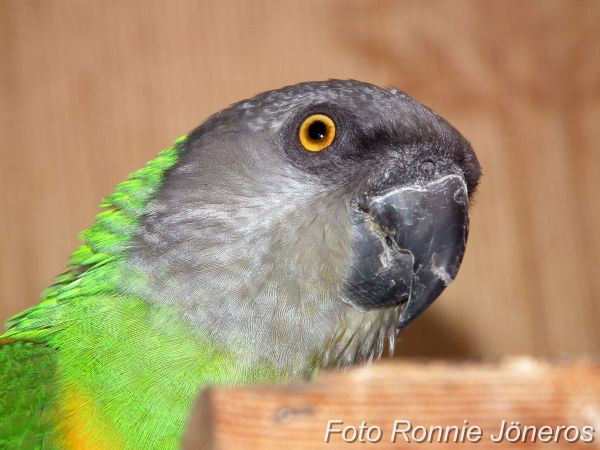 Morhuvad papegoja (Poicephalus senegalus)